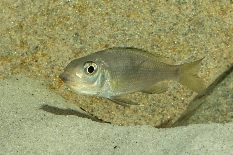 Cunningtonia longiventralis 'Ulwile Island'